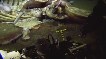 Media type: image;   Invertebrate Zoology 153118 Description: live specimen;